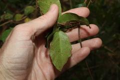 Ichnocarpus frutescens