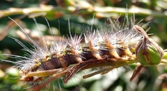Catephiini