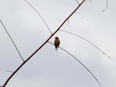 Sporophila morelleti