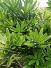 Podocarpus latifolius