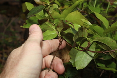 Ichnocarpus frutescens
