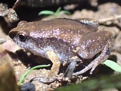 Austrochaperina adelphe