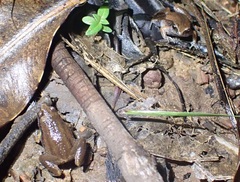 Austrochaperina adelphe