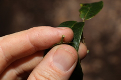 Ichnocarpus frutescens