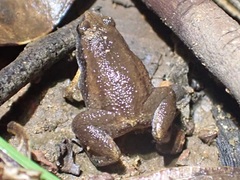 Austrochaperina adelphe