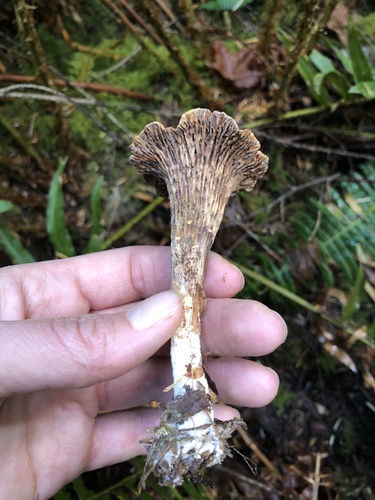 Scaly Chanterelle