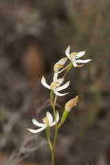 Caladenia cucullata