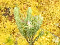 Bejaria resinosa