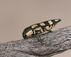 Castiarina decemmaculata