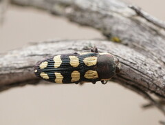 Castiarina decemmaculata