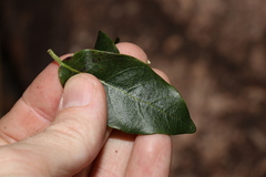Ichnocarpus frutescens
