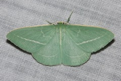 Chlorocoma stereota