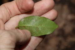 Ichnocarpus frutescens