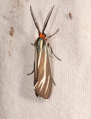 Ctenucha venosa
