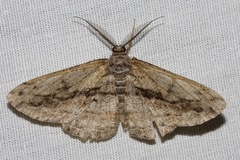Scioglyptis chionomera