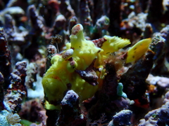 Antennarius maculatus