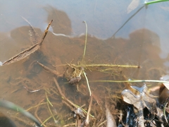 Phrynobatrachus natalensis