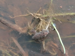 Phrynobatrachus natalensis