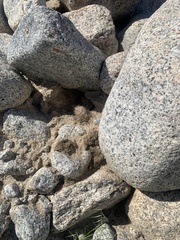 Mammillaria dioica dioica