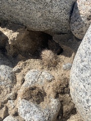 Mammillaria dioica dioica