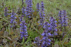 Ajuga reptans