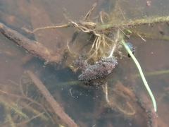 Phrynobatrachus natalensis