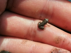 Phrynobatrachus natalensis