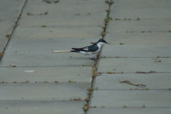 Tachycineta albiventer