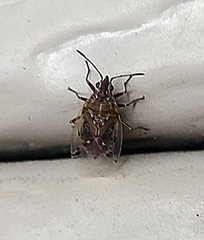 Kleidocerys resedae