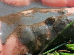 Phrynobatrachus natalensis