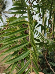 Toona sinensis