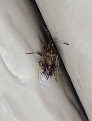 Kleidocerys resedae