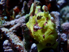 Antennarius maculatus