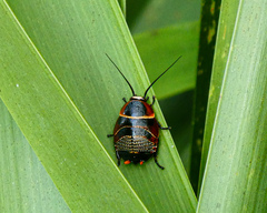 Ellipsidion australe