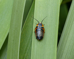Ellipsidion australe