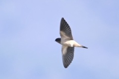 Hirundo rustica erythrogaster