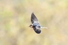 Hirundo rustica erythrogaster