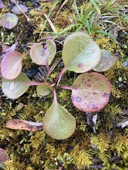 Pyrola asarifolia