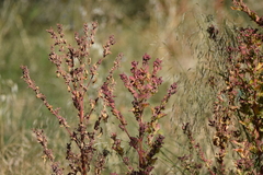 Oxybasis chenopodioides