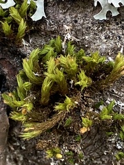 Lewinskya