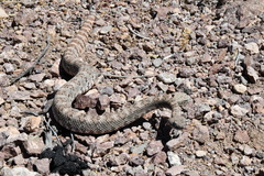 Crotalus pyrrhus
