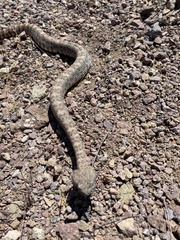 Crotalus pyrrhus