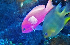Pseudanthias pleurotaenia