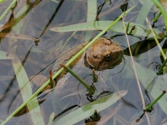 Phrynobatrachus natalensis