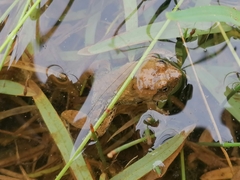 Phrynobatrachus natalensis