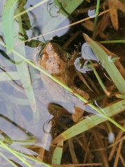 Phrynobatrachus natalensis