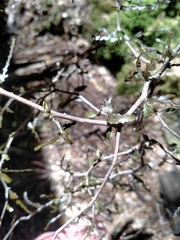 Elaeocarpus hookerianus