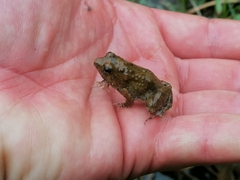 Phrynobatrachus natalensis