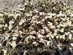 Pimelea oreophila