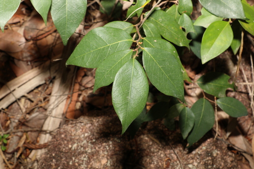 Cleistanthus dallachyanus observed 2022-10-08
